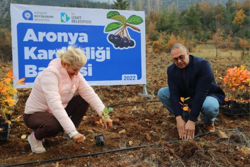 İzmit’in aronyaları Antalya’daki kardeşlik bahçesinde buluştu