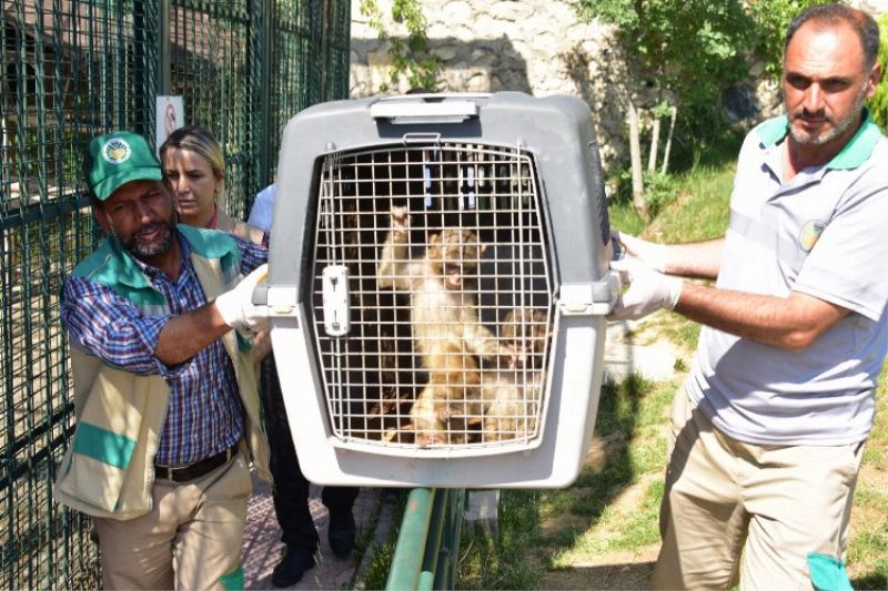 Sınırda yakalanan makak maymunları Malatya