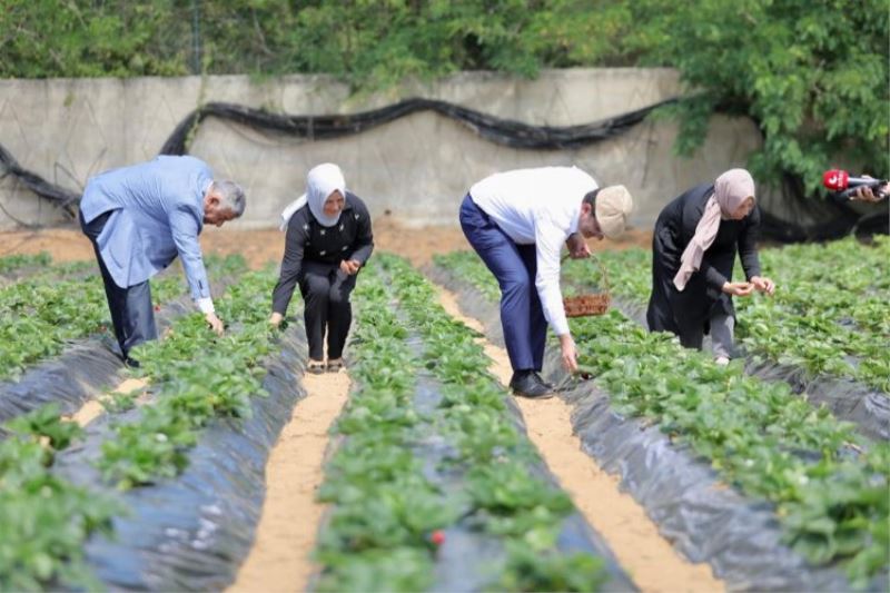 İBB’nin fideleri meyvelerini verdi