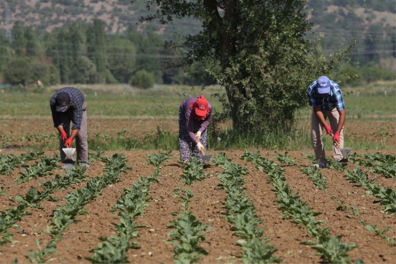 Konya Şeker 166 milyon TL avans ödeme yapacak