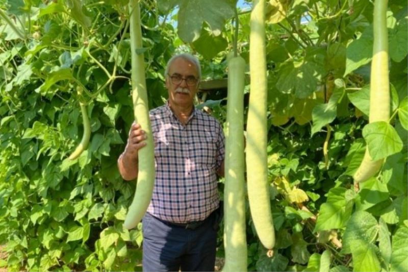 Bursalı inşaat mühendisi Ata tohumundan mucizevi bitkiler üretiyor