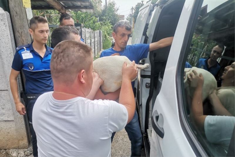 Düzce
