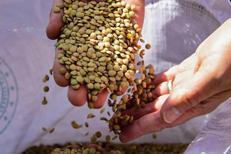 Yeşil mercimek ithalatında gümrük vergisi sıfıra indirildi