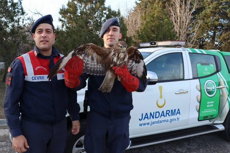 Meriç’te yaralı şahini kurtarma operasyonu