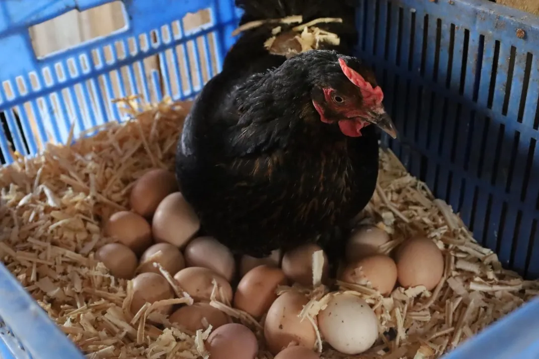 Kocaeli’de hibeli tavuk desteği üreticiye can suyu oldu