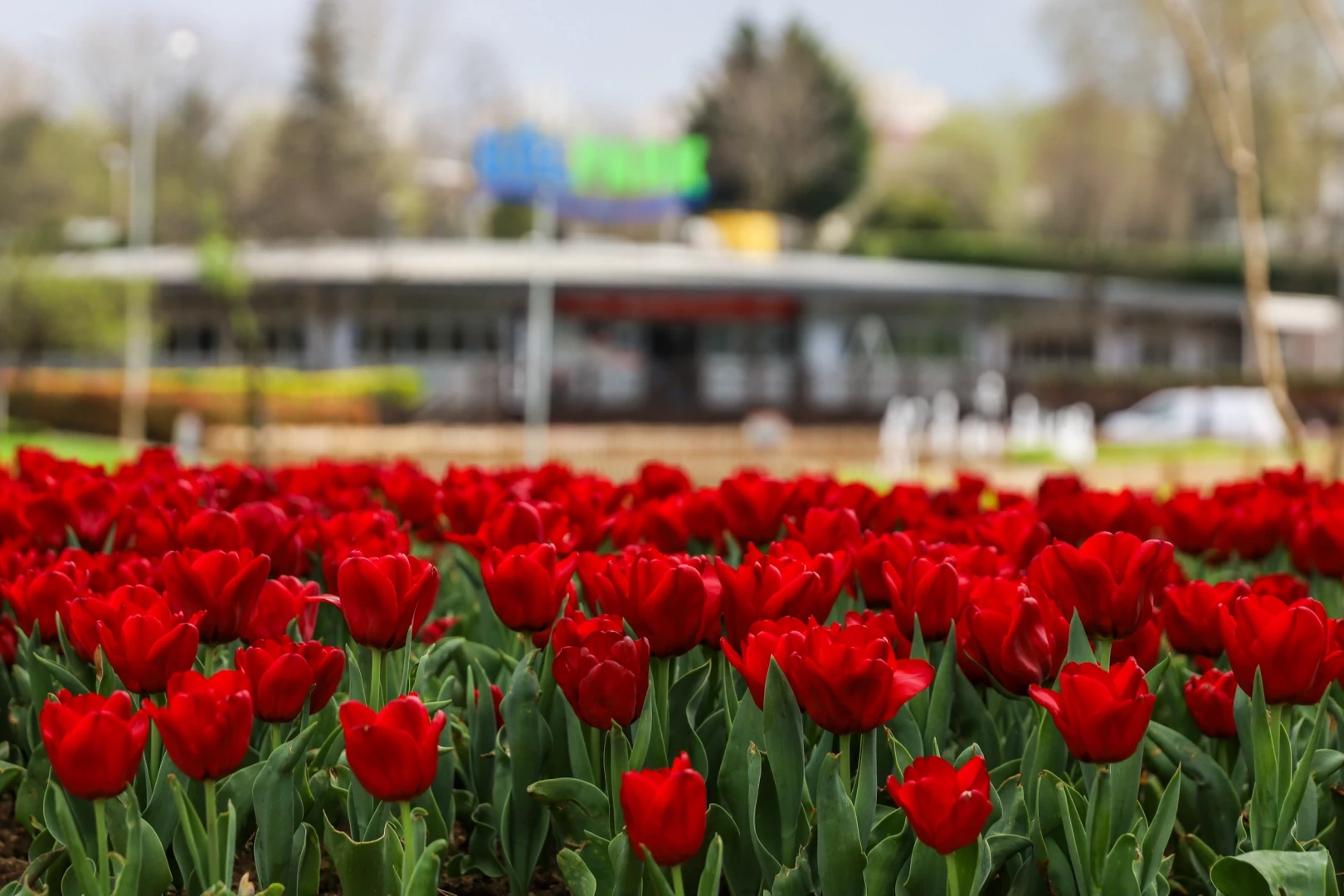 Bursa