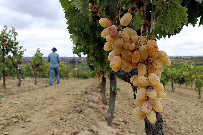 Aynı bağda bin 500 çeşit üzüm