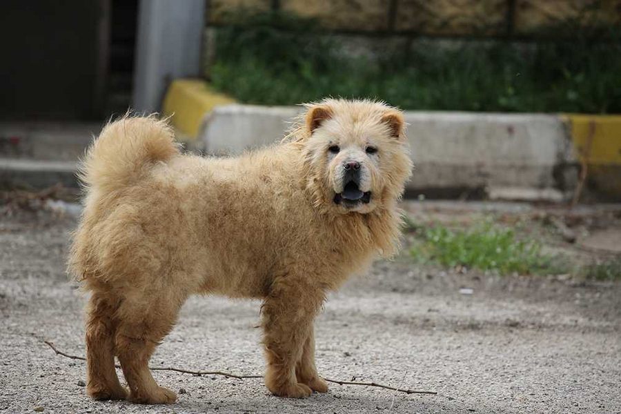 Yurda kaçak yollarla getirilen köpekler ihaleyle satılacak