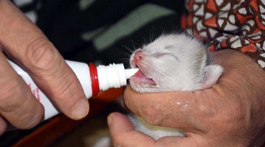 Kedi yavruları yatak odasında, kendileri çekyatta yatıyor