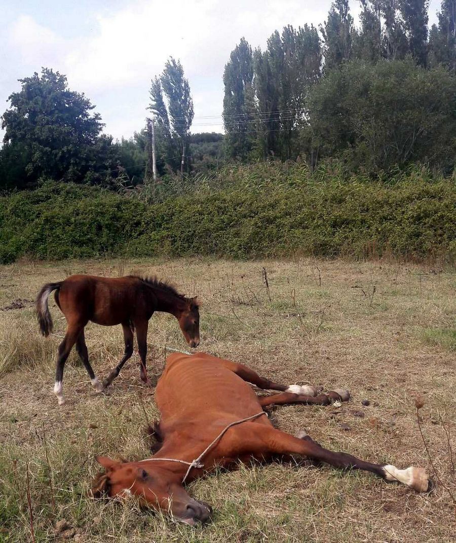 Ölüme terk edilen at yavrusuyla buluşturuldu