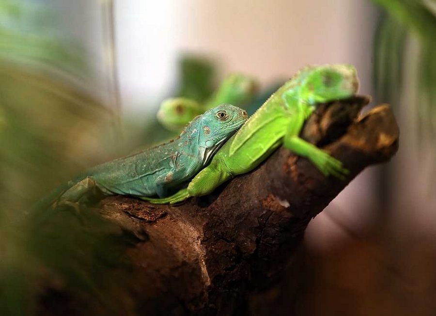 47 iguana yavrusuna özenle bakıyorlar