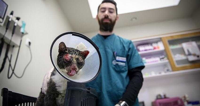 Başında yanıklar bulunan kedi tedavi altına alındı