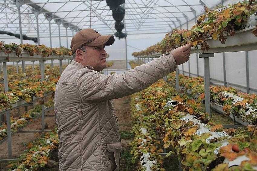 Bursalı çiftçi topraksız tarımla 10 ay boyunca çilek üretiyor 