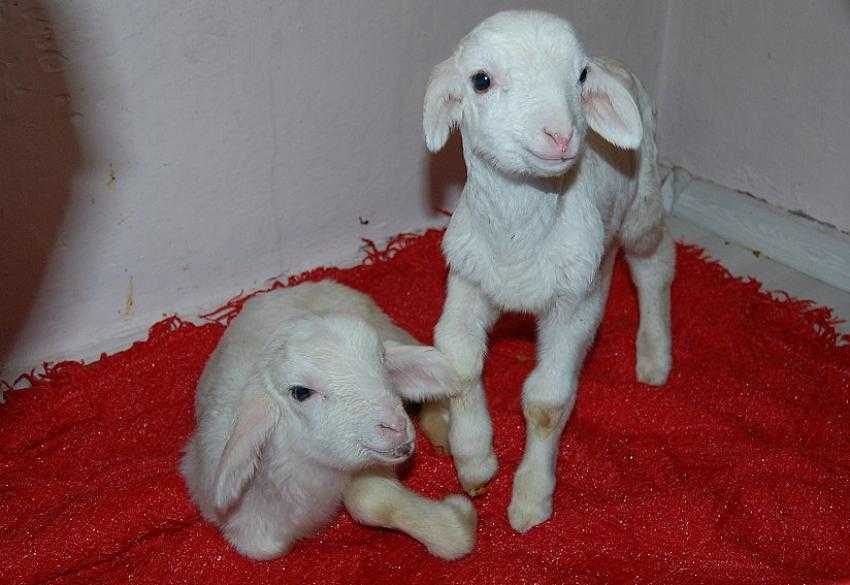 Beş çocuk sahibi kadın, 2 miniğe daha annelik yapıyor...