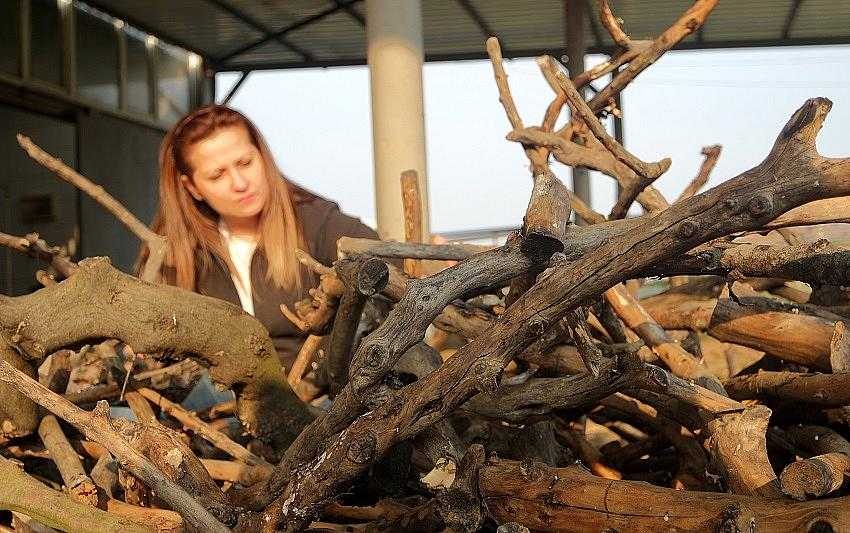 Bahçelerden, derelerden topluyor, 30 liraya satıyor...