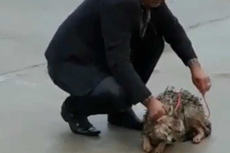 Adıyamanda yabani kurt kurtarıldı 