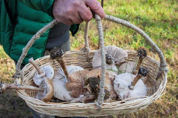 Kocaeli Ormanyada ilk mantar avı 