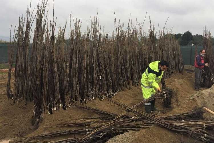 Kocaeli Büyükşehirden meyve üreticisine destek 