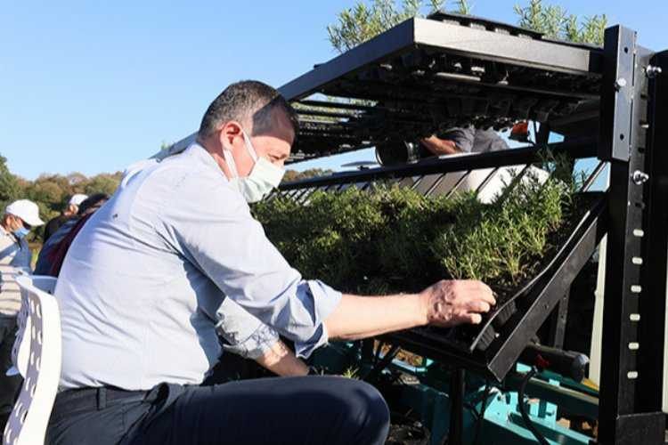 Kocaelinde tıbbi aromatik bitki yetişiyor