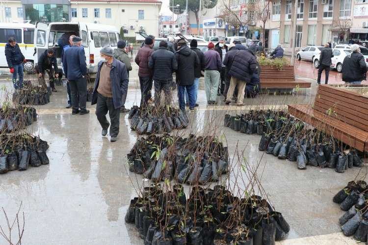 Manisada 7 bin ceviz ve badem fidanı dağıtıldı