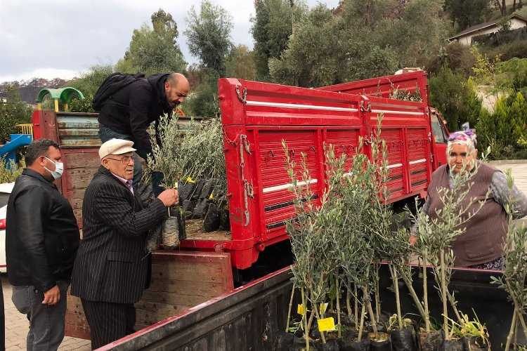 BALKANTÜRKSİADdan zeytin fidanı desteği