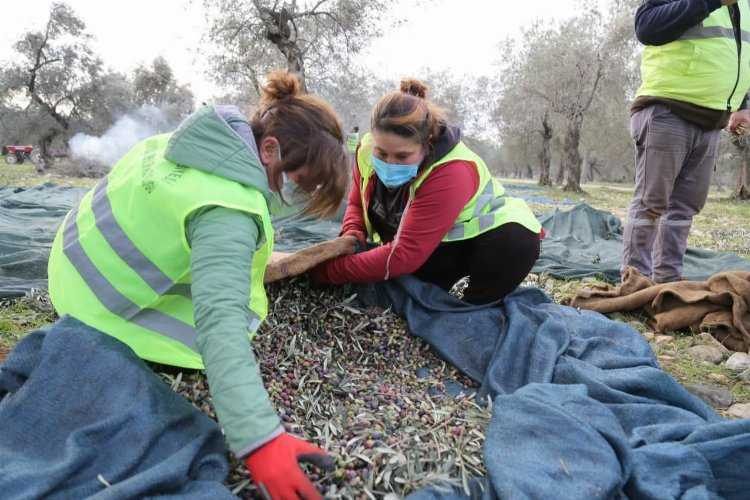 Balıkesir Edremitte 60 bine yakın zeytin ağacı 