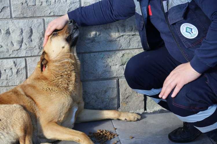 Rizede sokak hayvanlarına yardım 