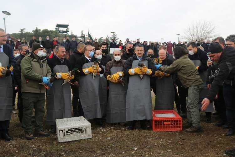 Bursada 50 yaban ördek Uluabattan doğaya bırakıldı