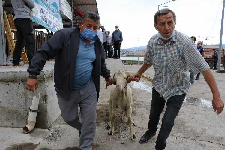 Manisada hayvan üreticilerine damızlık koç ve teke desteği