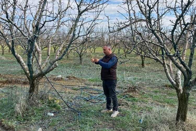 Mudanya İlçe Tarımdan fenolojik kontrol