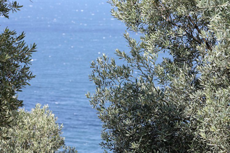 Mudanya Tirilye Zeytininin geleneksel yetiştiriciliği UNESCOya aday