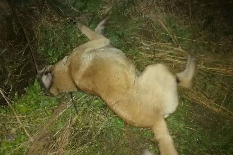 Bursa Mudanyada zehirlenen 9 köpek telef oldu
