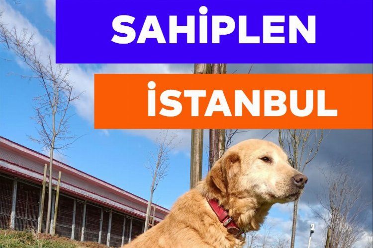 Hayvanseverler 3 Nisanda Tepeörende 