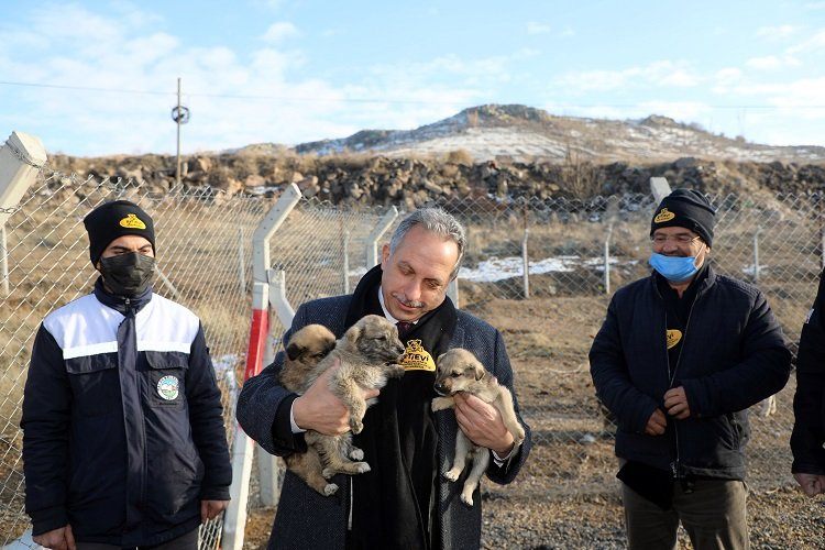 Kayseri Talasın barınak gururu