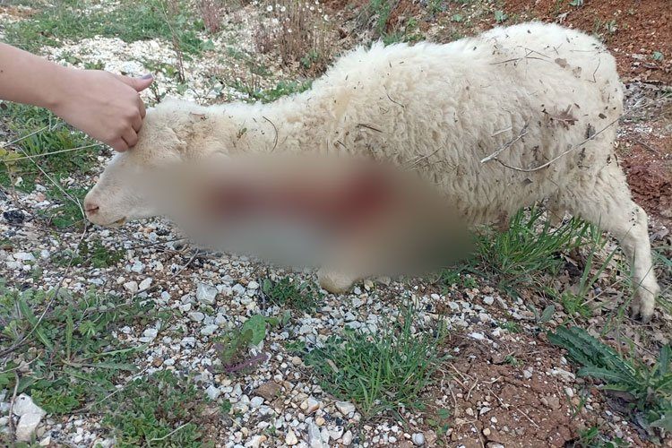 Bilecik Pazaryerinde sürüden ayrılan koyunları kurt kaptı!
