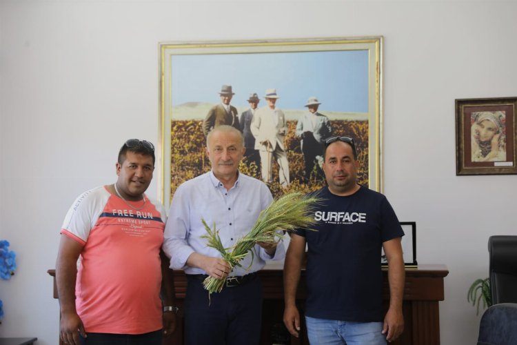 Didim Belediyesinin ektiği buğdaylar hasada gün sayıyor 