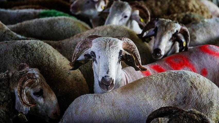 Kızılay kurban vekalet bedelini açıkladı