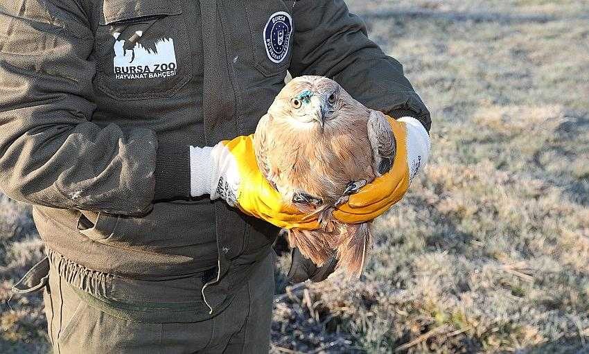 Yaralı şahin özgürlüğüne uçtu