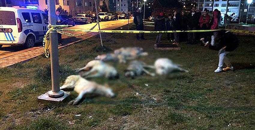 13 sokak köpeği zehirlendi! 