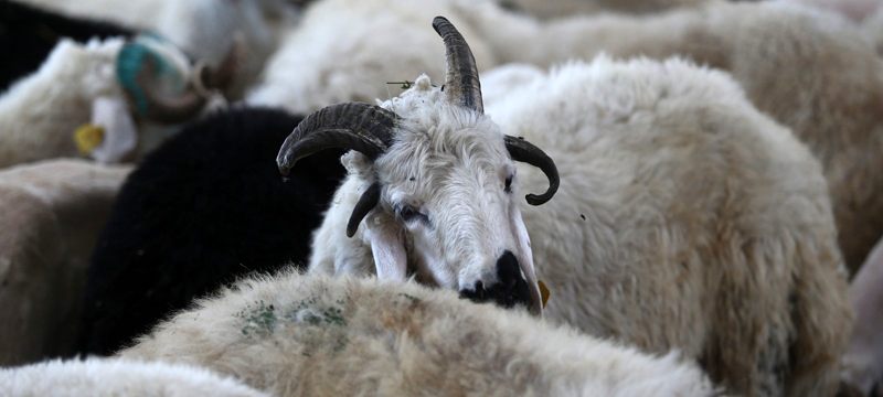 4 boynuzlu koç görenleri şaşkına çeviriyor