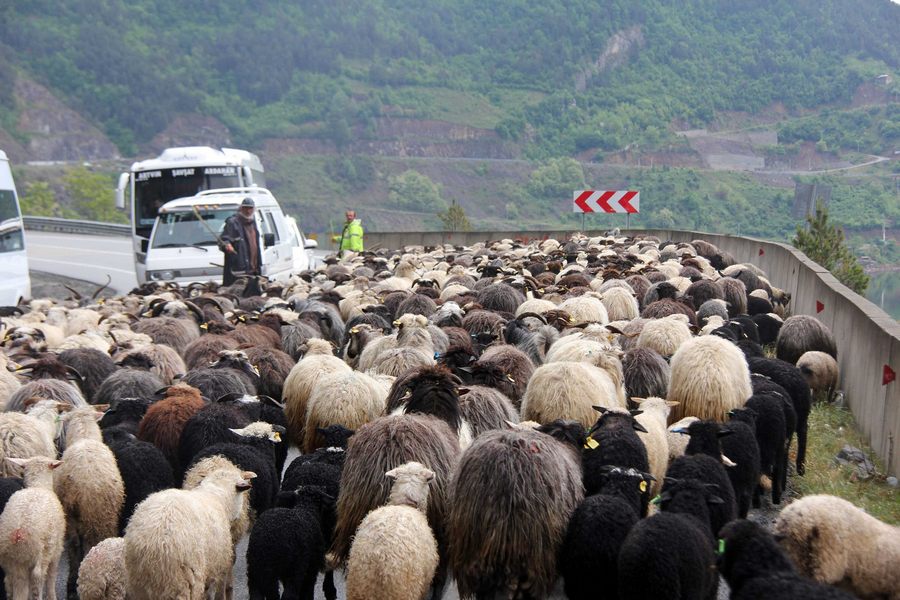 Bursa