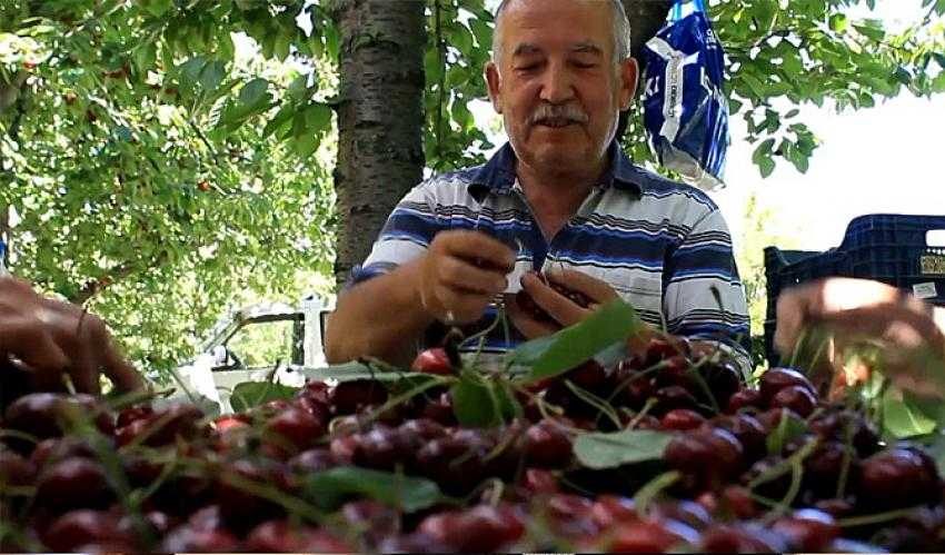 Bursa