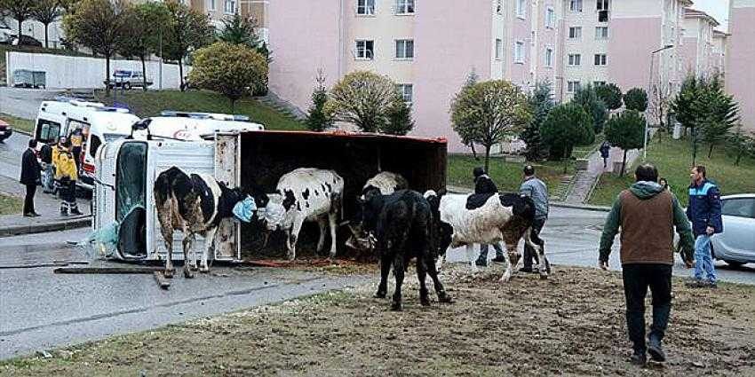 Devrilen kamyonetteki büyükbaş hayvanlar yola savruldu