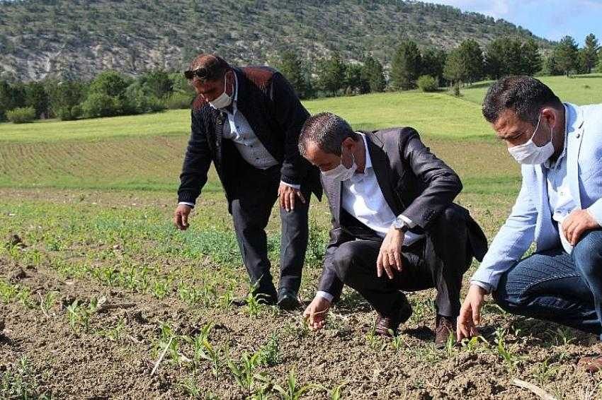 Ayvalık, Ovacık’taki tarlalarda incelemelerde bulundu