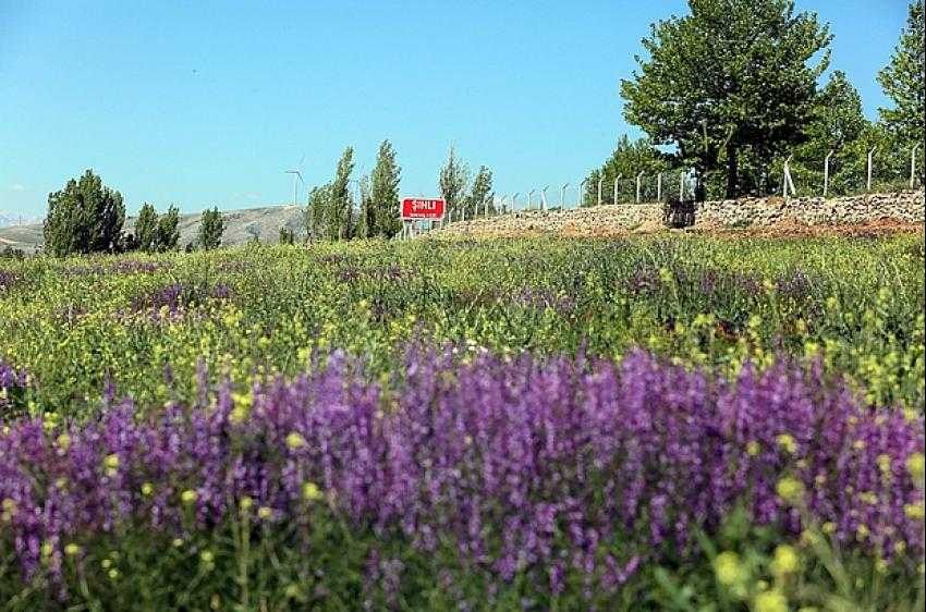 Develi Belediyesi’nin alternatif tarım uygulaması olan lavanta bahçesinde çalışmalar devam ediyor