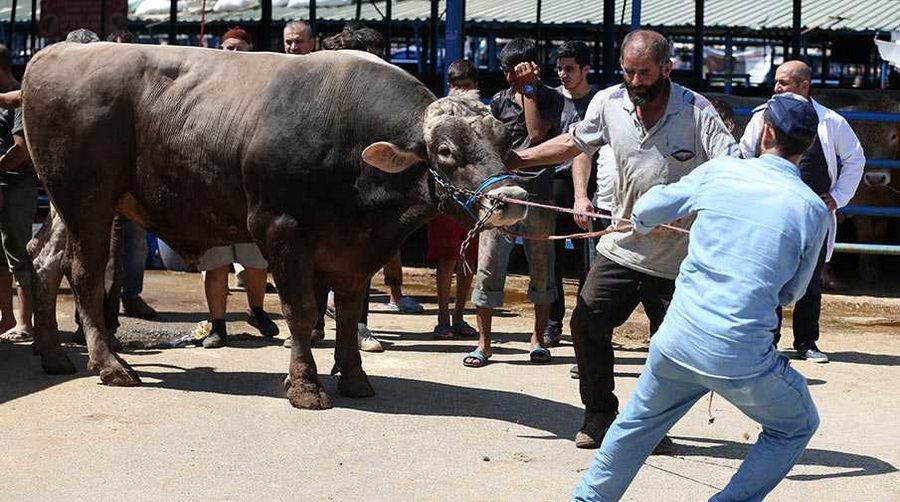 Bursa