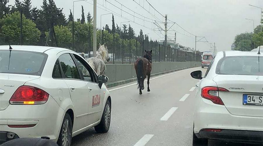 Bursa