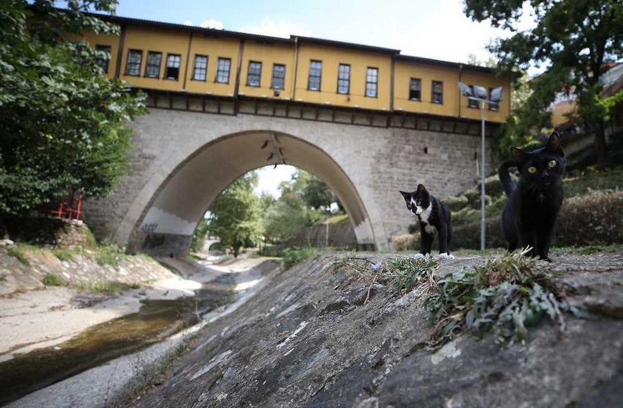 Bursa