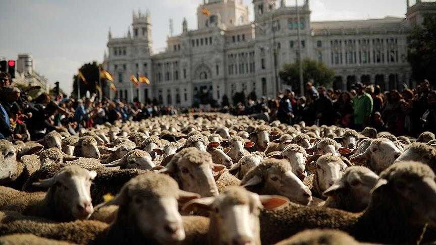 Koyunlar şehir merkezine indi