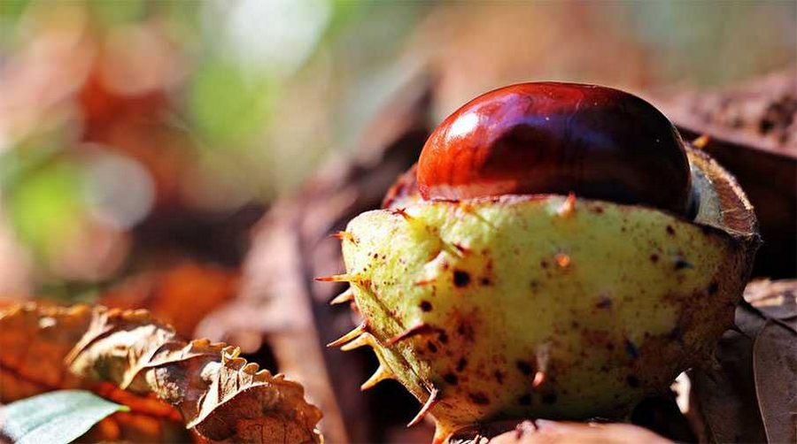 Bursa kestanesinden kötü haber